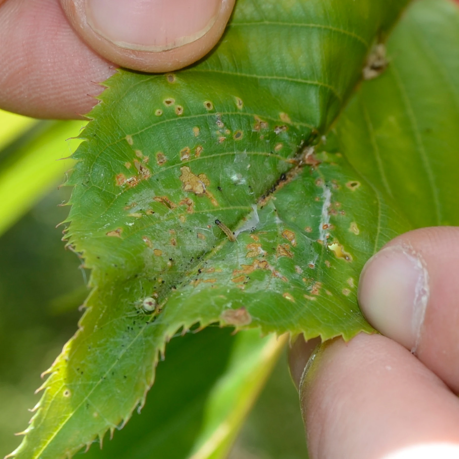 410: Summer Pest & Fungal Management