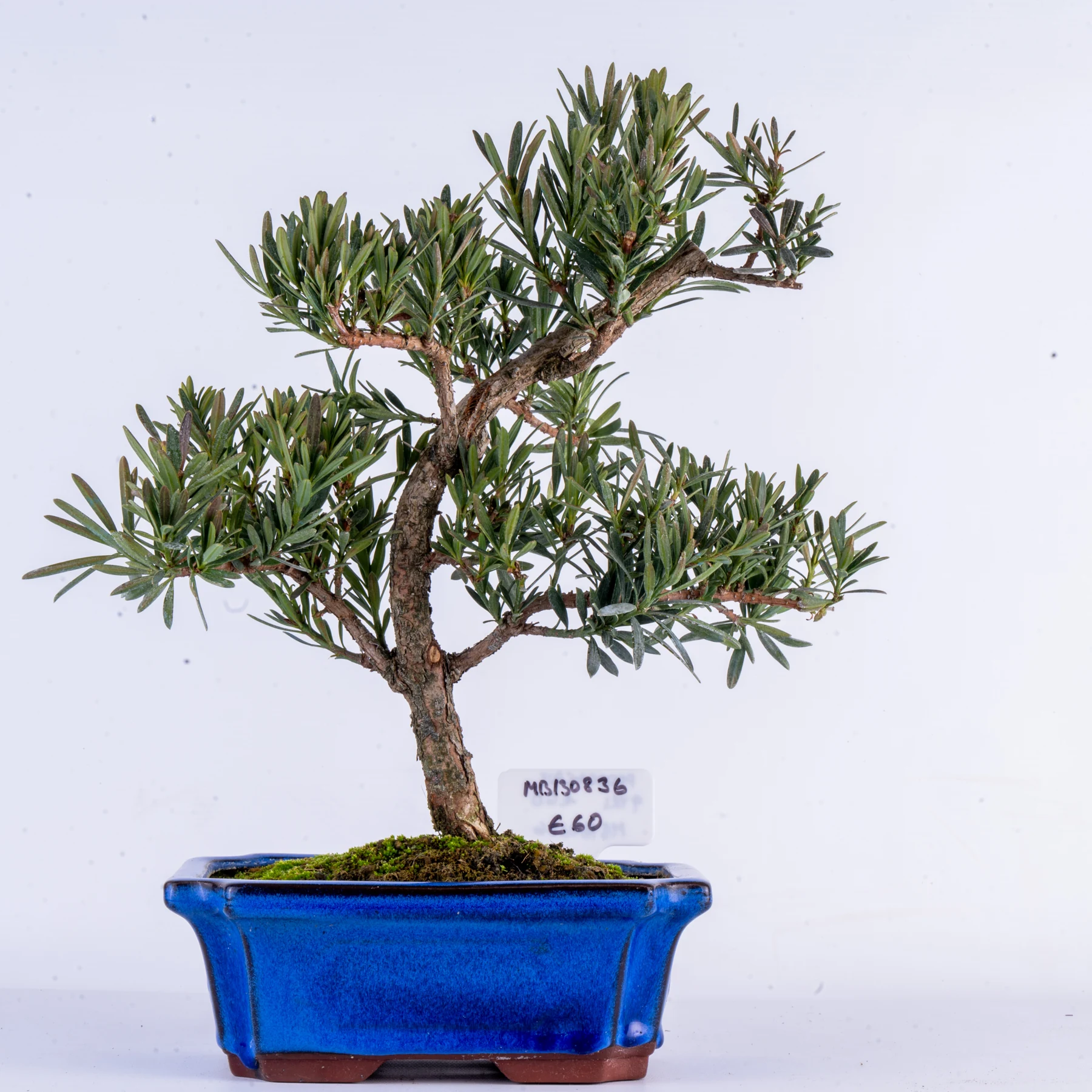 Podocarpus Bonsai