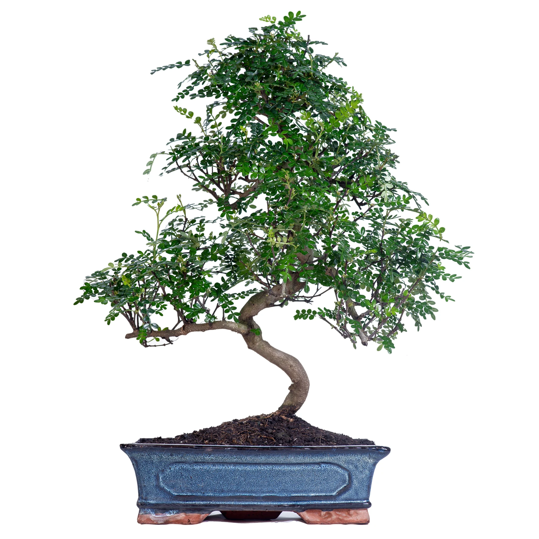 306 - Tropical Bonsai Species