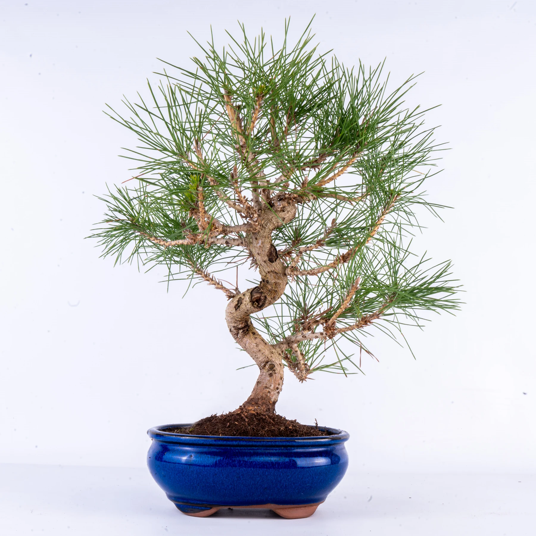Japanese Black Pine Bonsai (Pinus thunbergii)