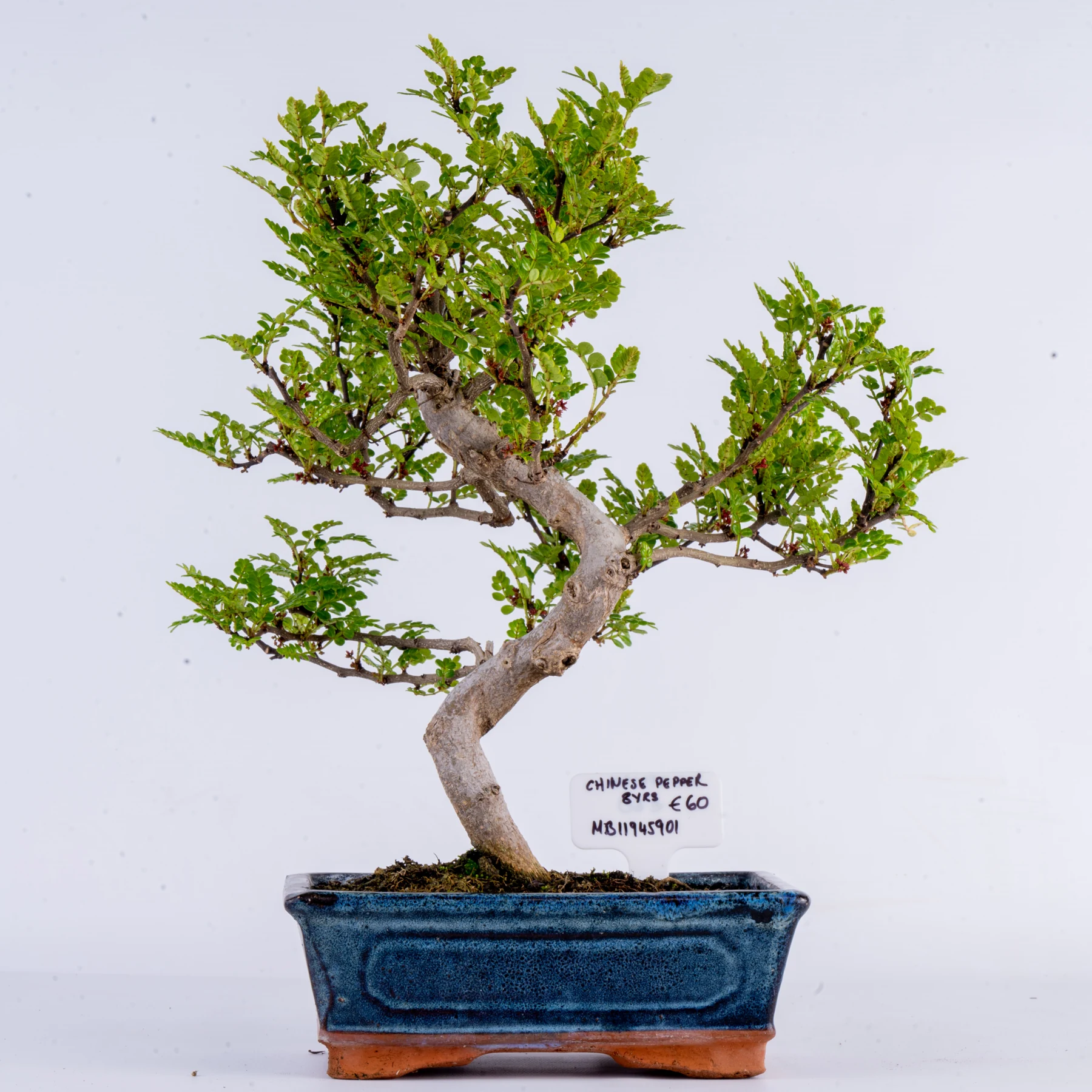 Chinese Pepper Bonsai (Zanthoxylum piperitum)