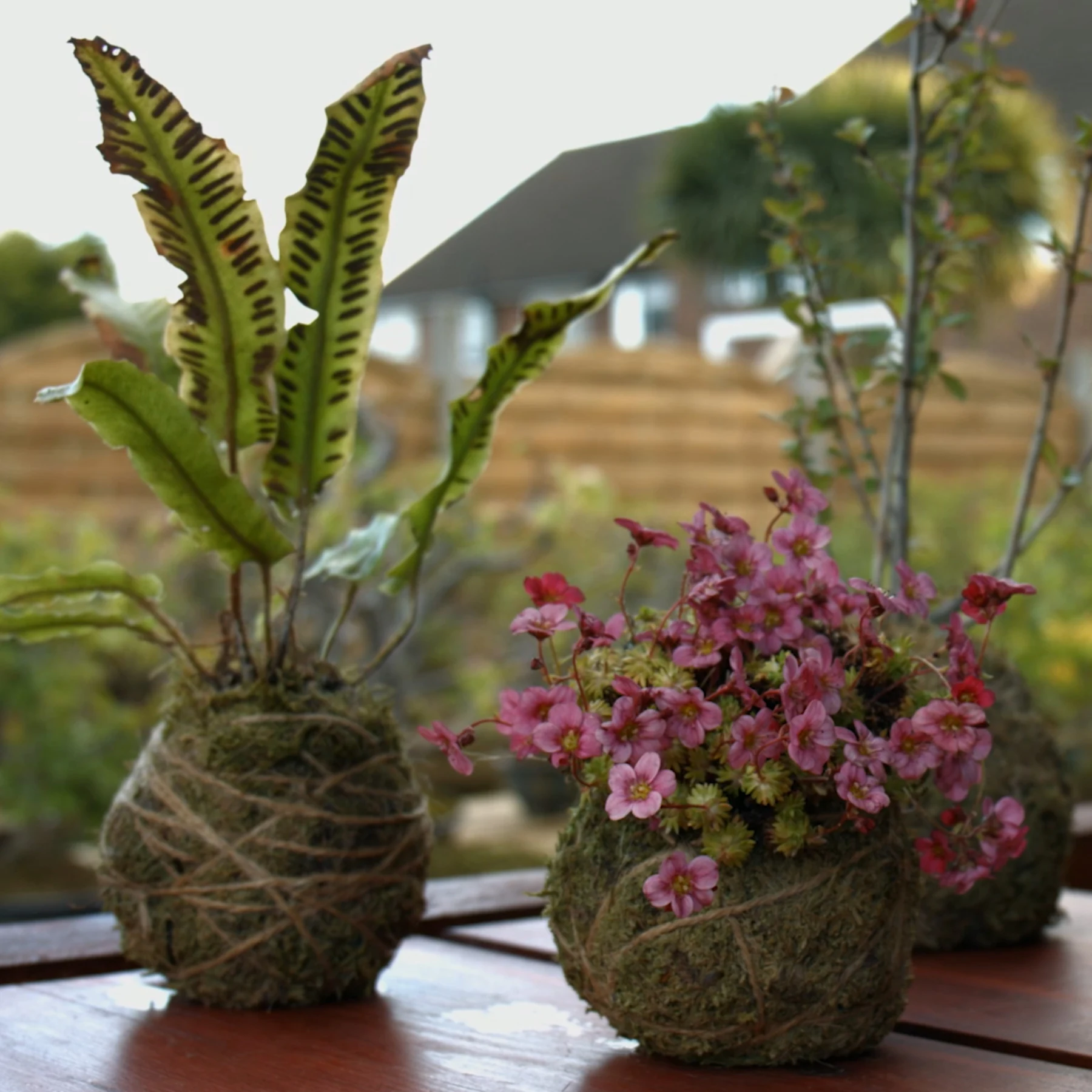 309: Kokedama*