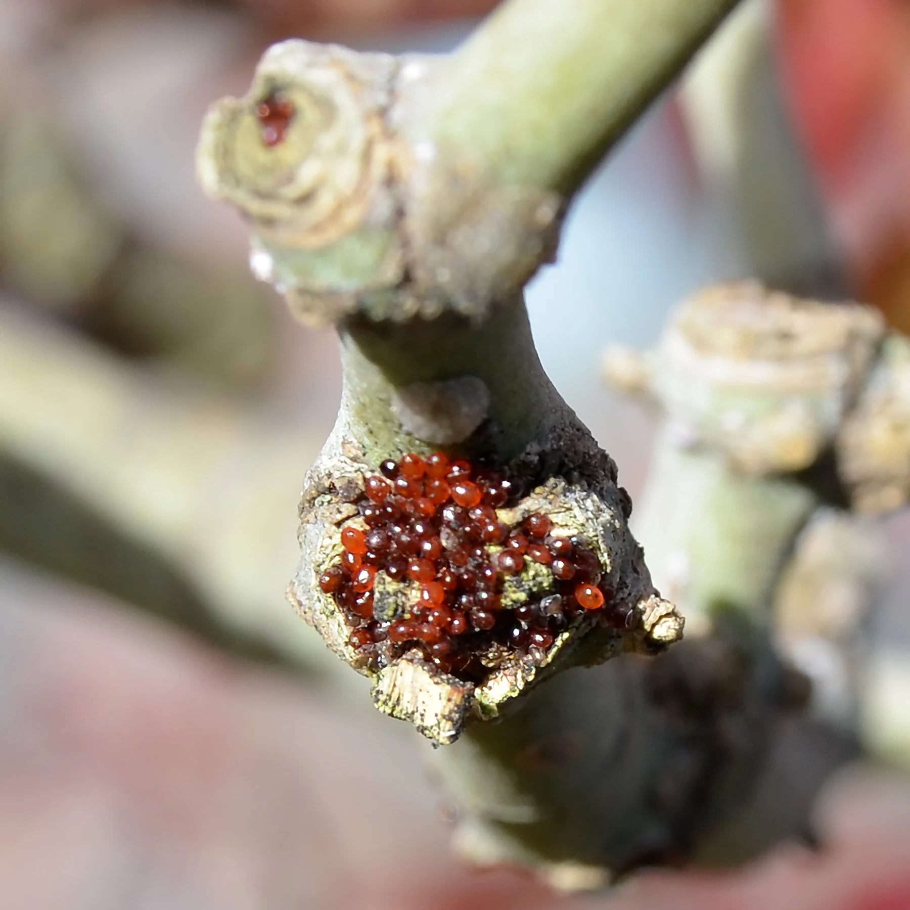 405: Pests & Disease Prevention