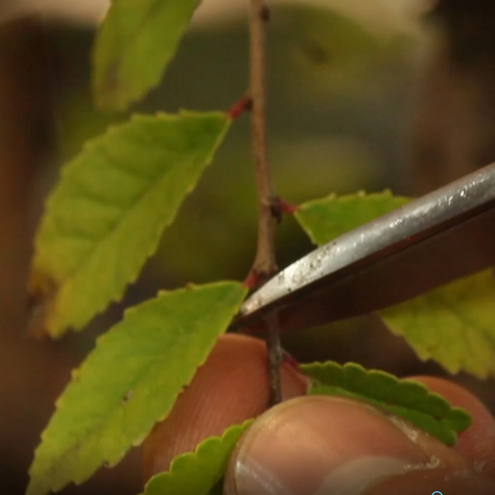 103: Bonsai Styling: Pruning With Intent (Group C)