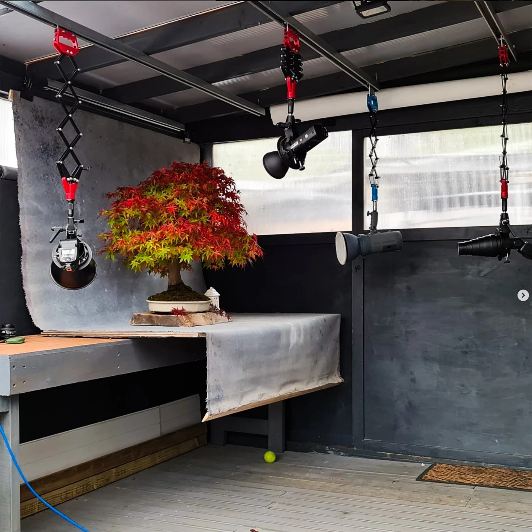 209: Photographing Bonsai