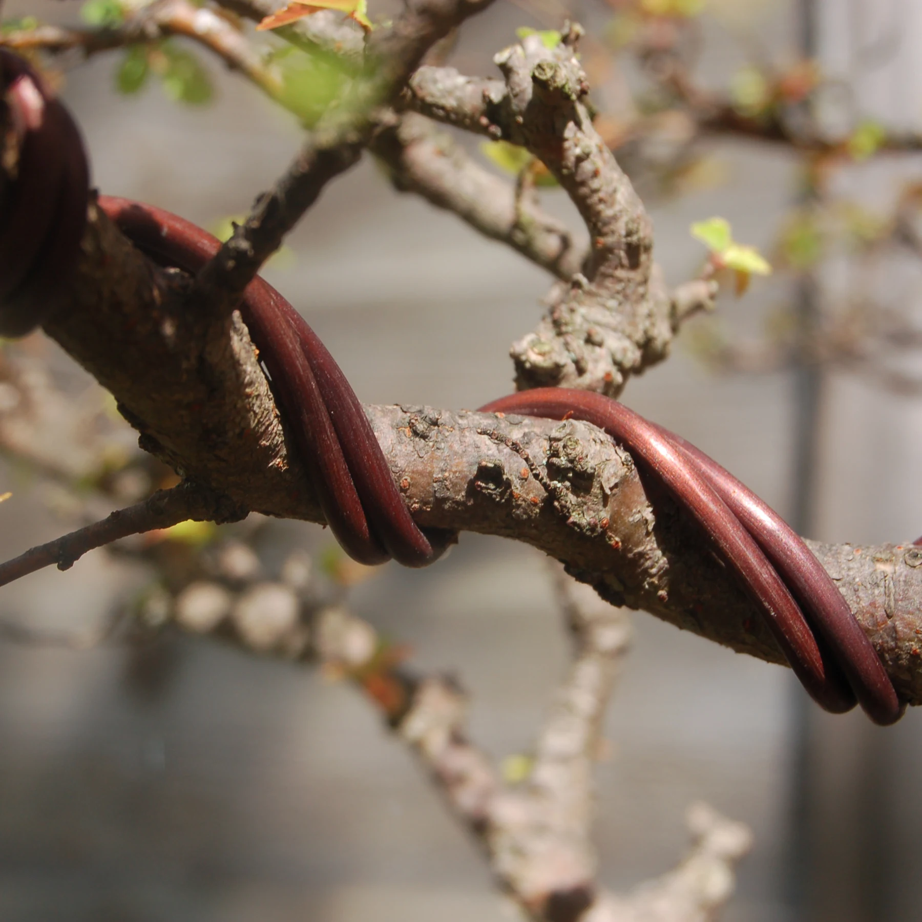 208: Bonsai Wiring