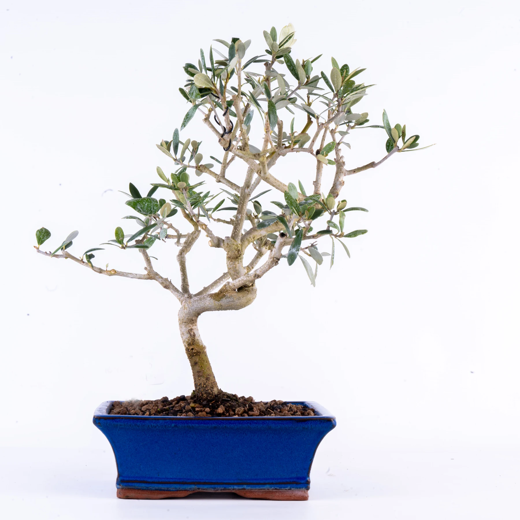 European Olive Bonsai (Olea europaea)