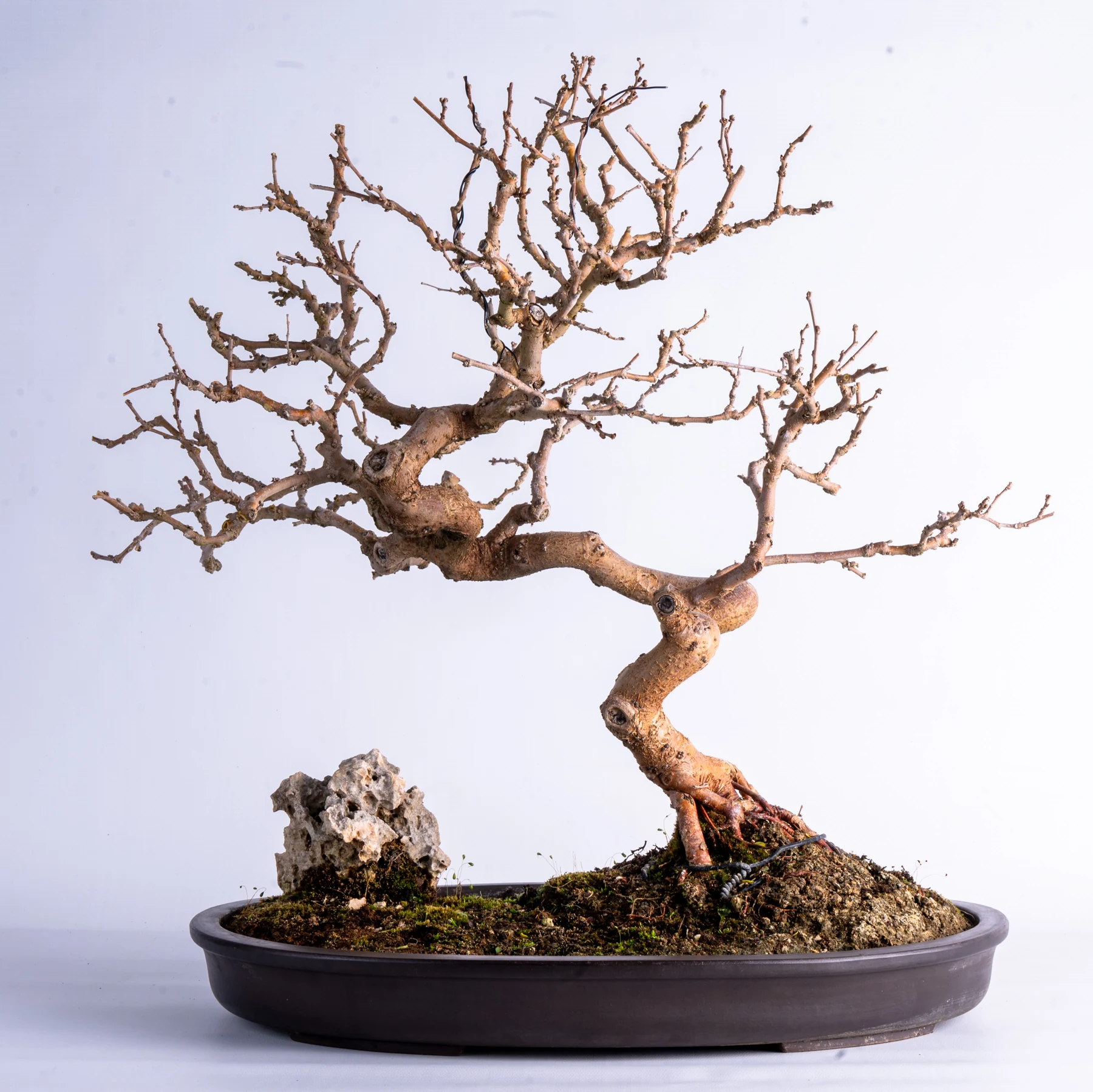 409: Leaf Pruning (Defoliation) for Deciduous Trees