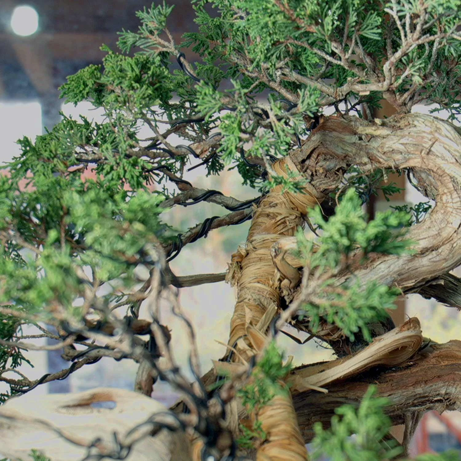 207: Bonsai By Design