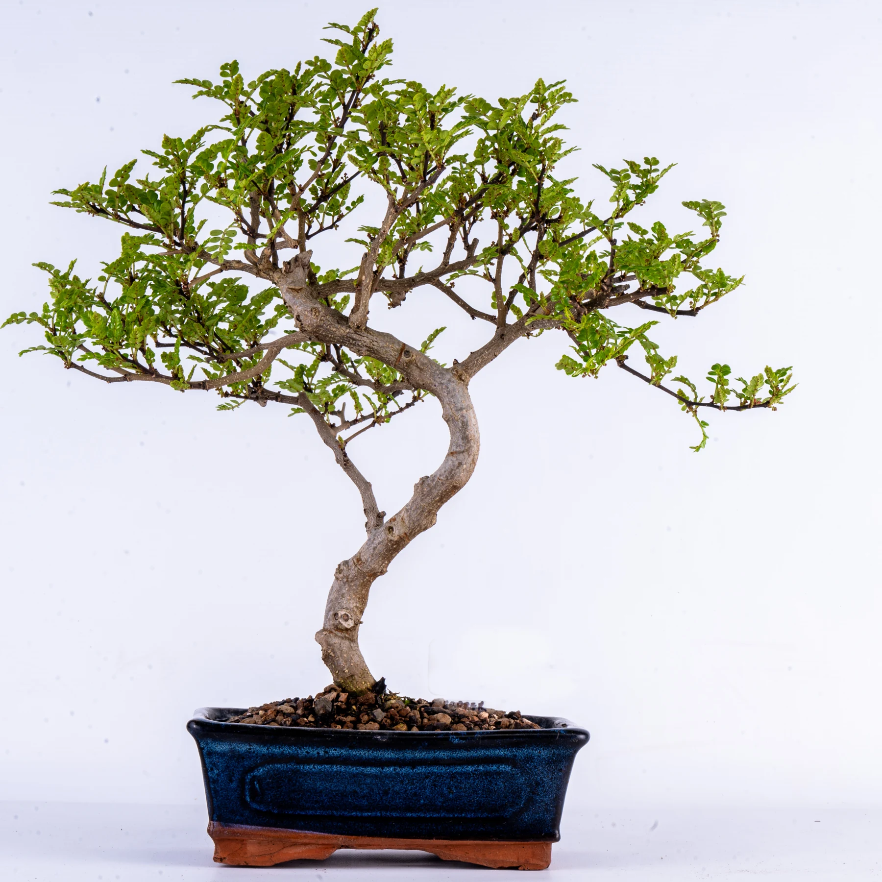 Chinese Pepper Bonsai