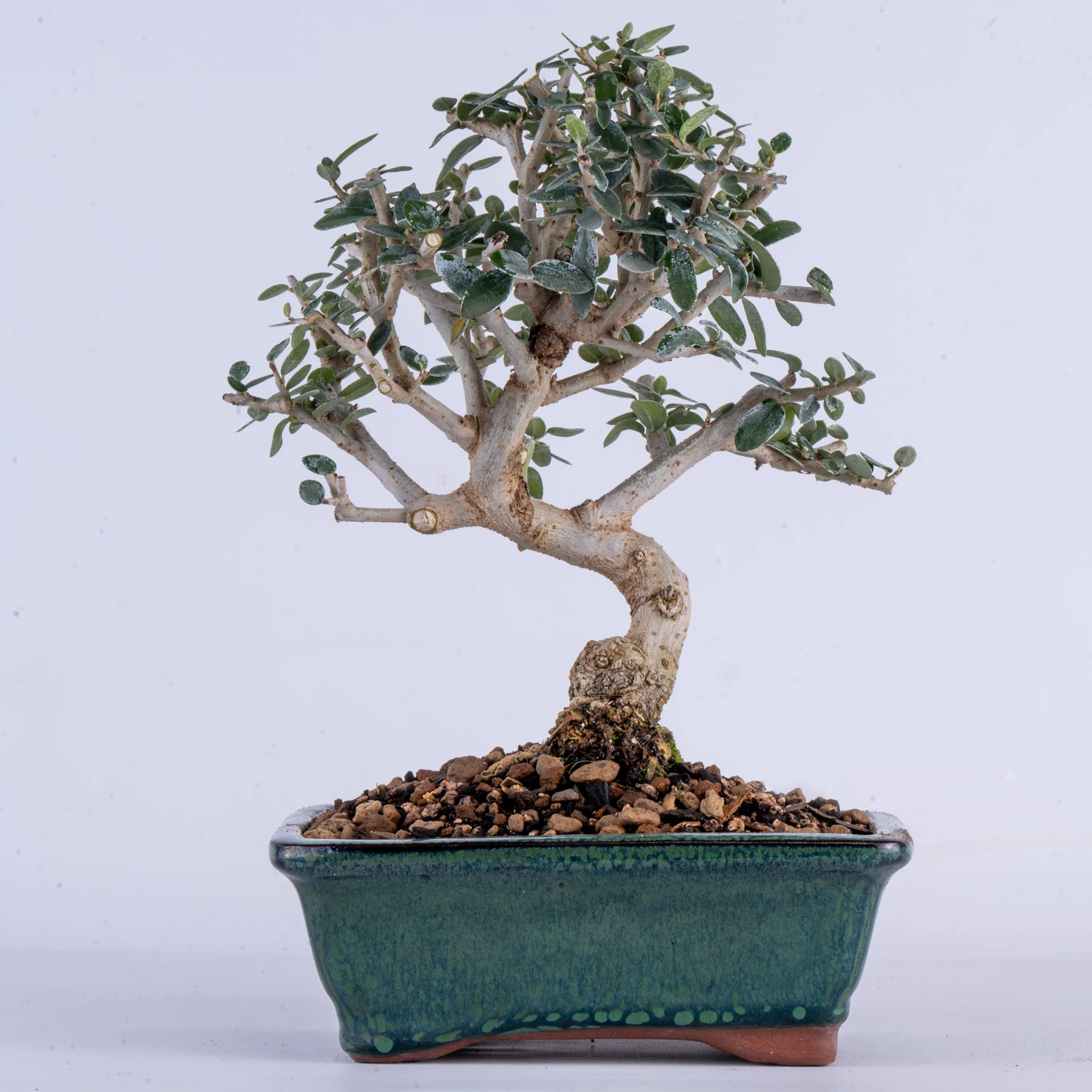 Wild Olive Bonsai (Olea europaea var. sylvestris)