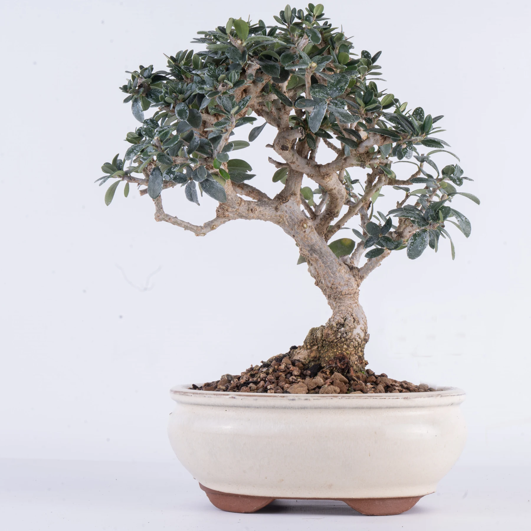 Wild Olive Bonsai (Olea europaea var. sylvestris)