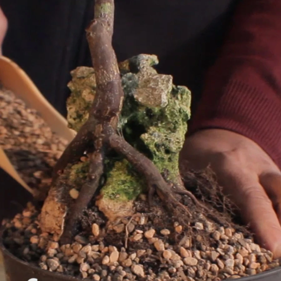 206: Root Over Rock*