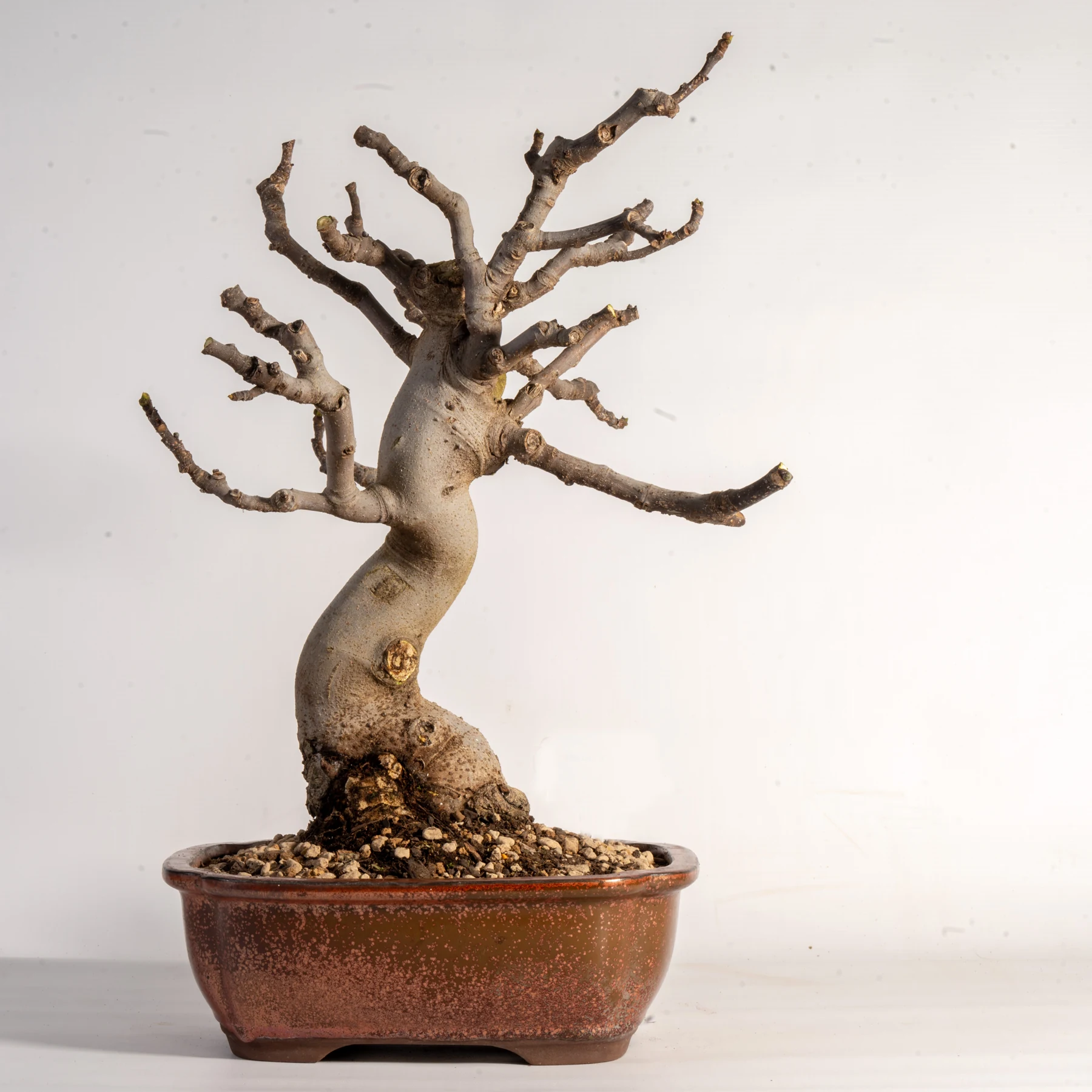 Fig, Ficus carica Bonsai