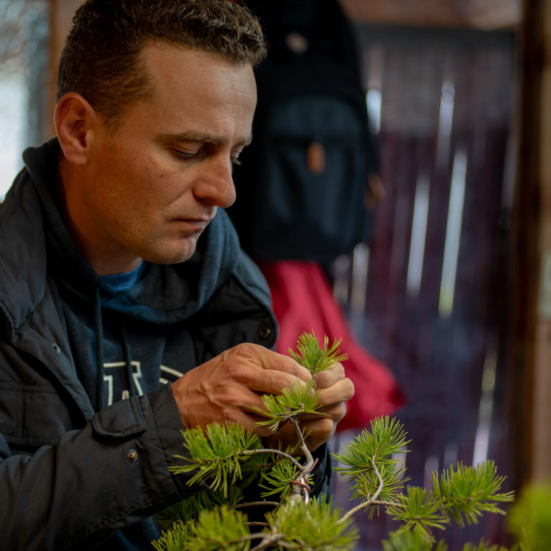 406: Spring Pines Pruning & Pinching 
