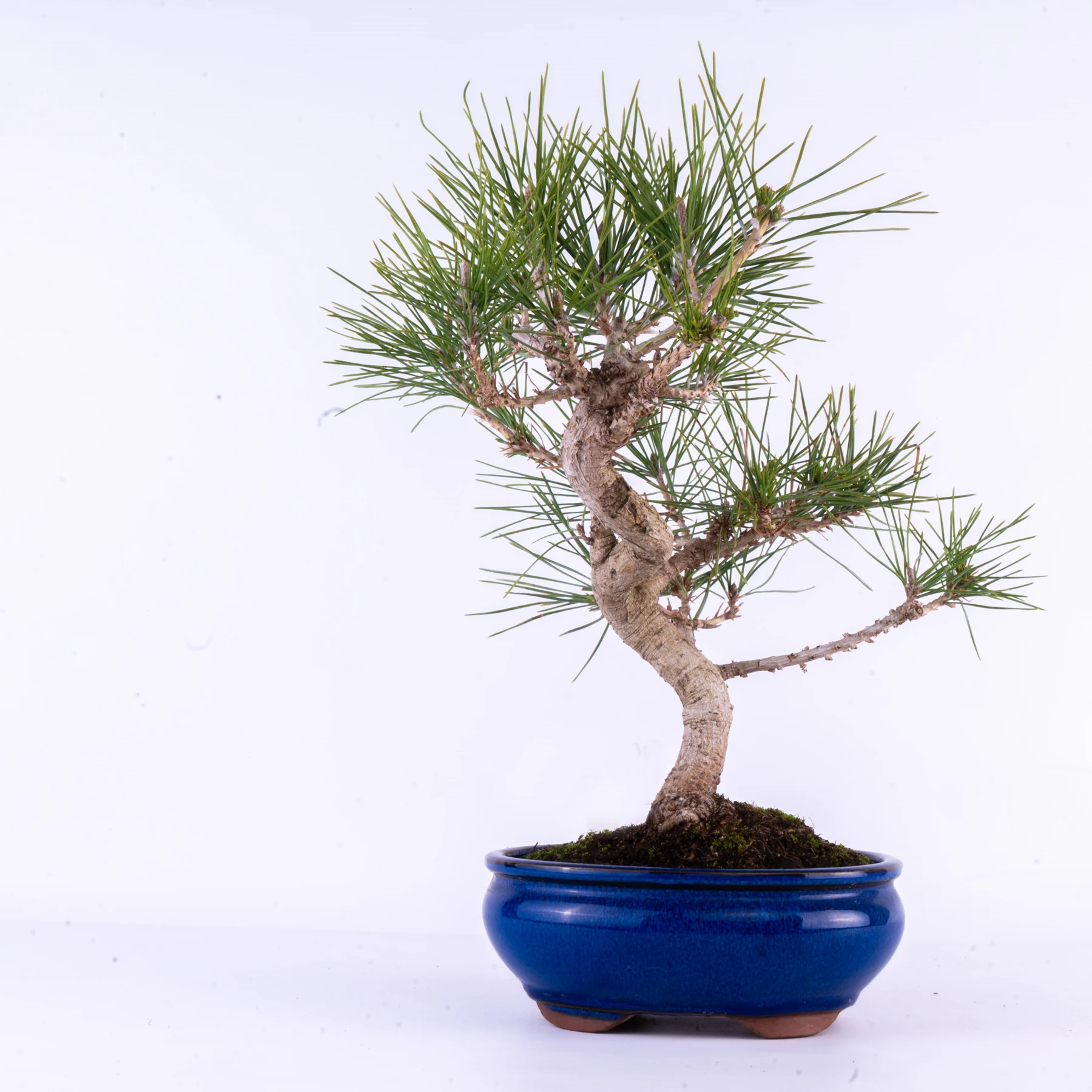 Japanese Black Pine Bonsai (Pinus thunbergii)
