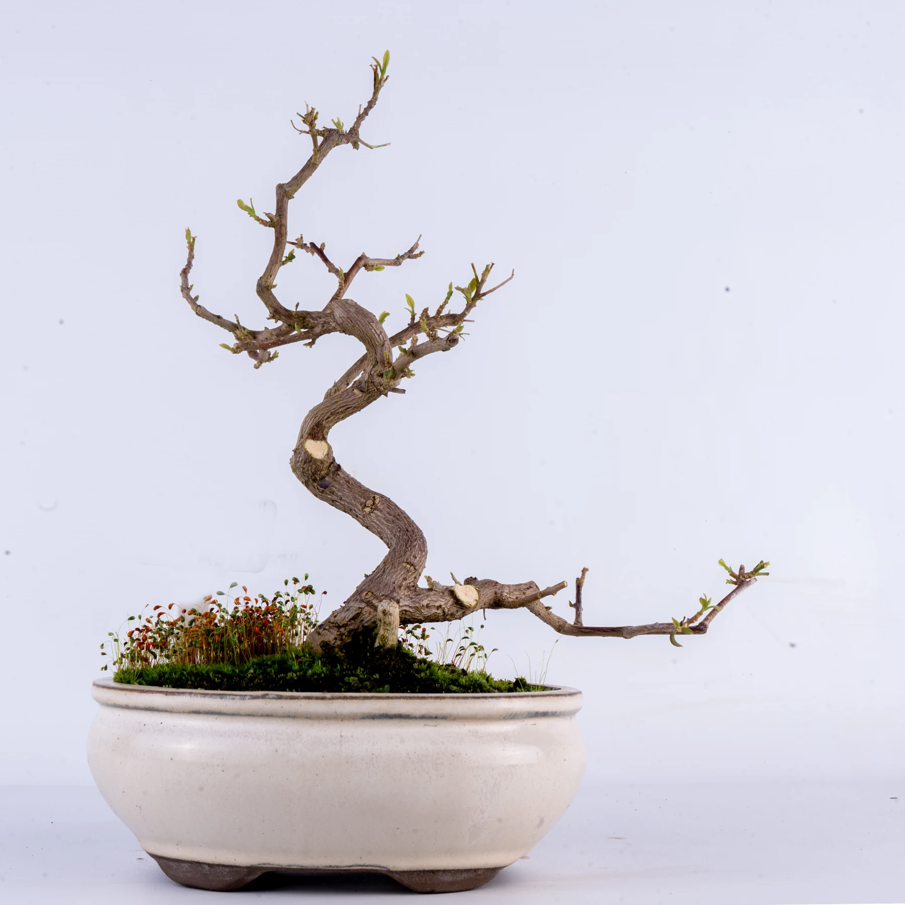 Bougainvillea Bonsai (Bougainvillea glabra)