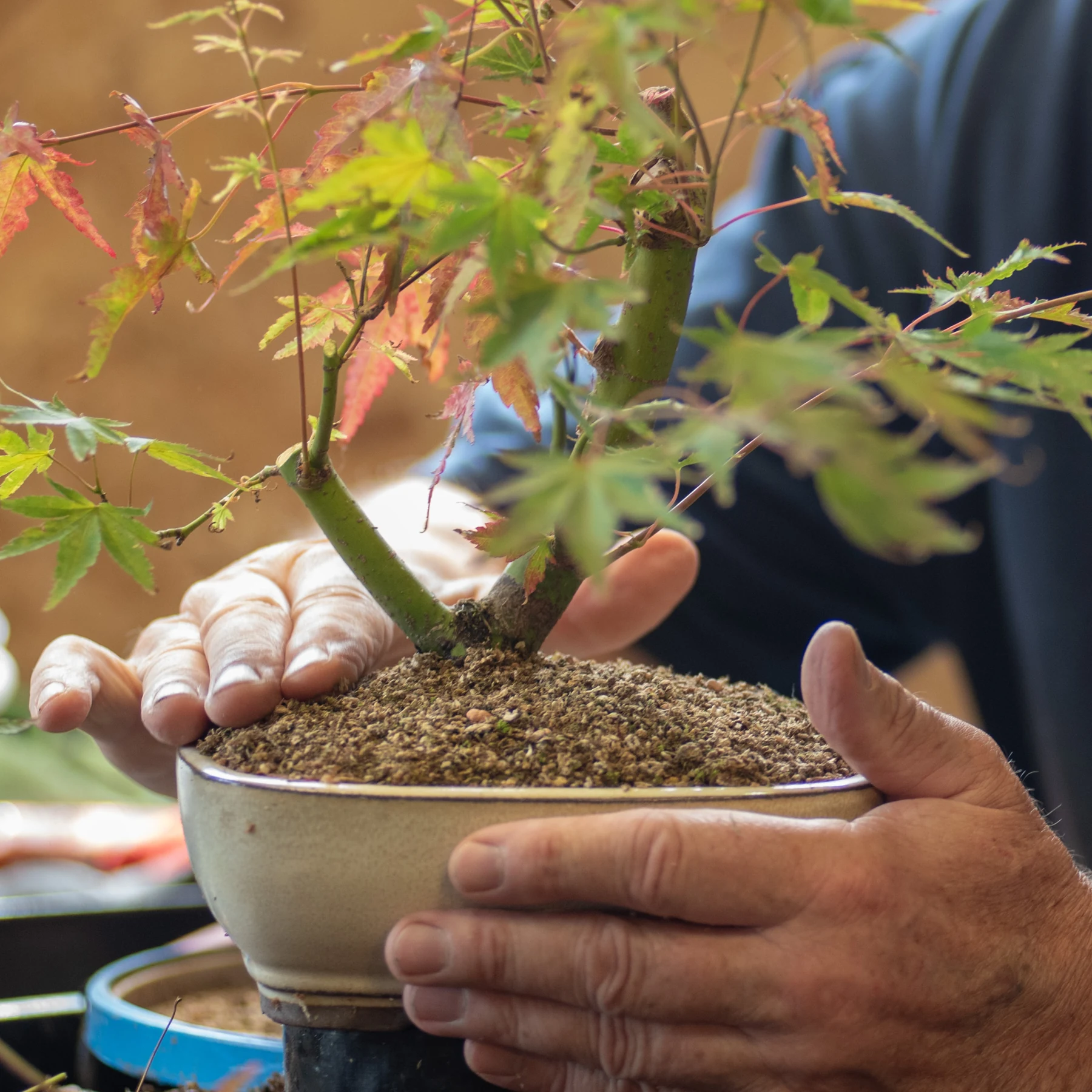 104: Stress-free Bonsai Repotting (Group C)