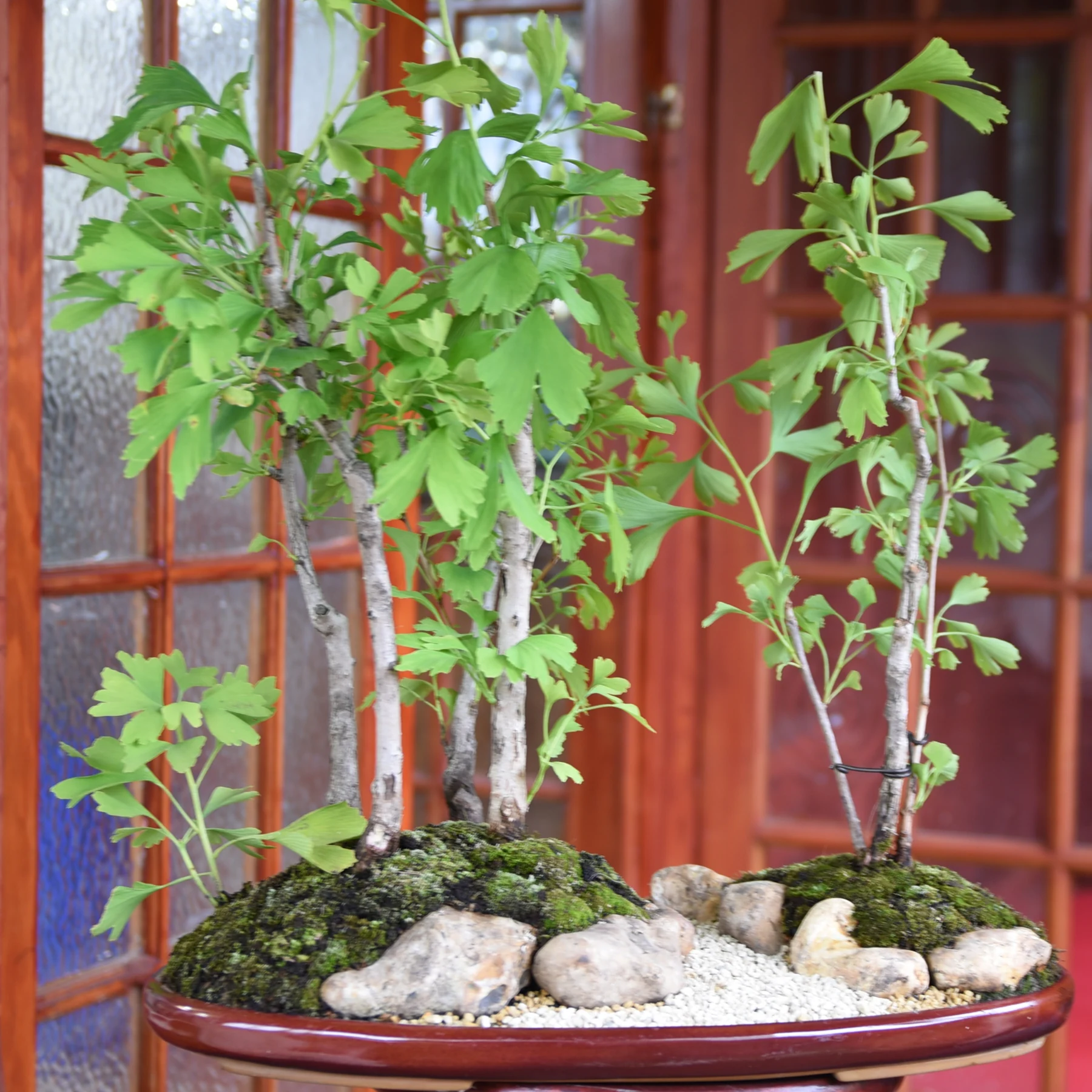 311: Chinese Penjing*