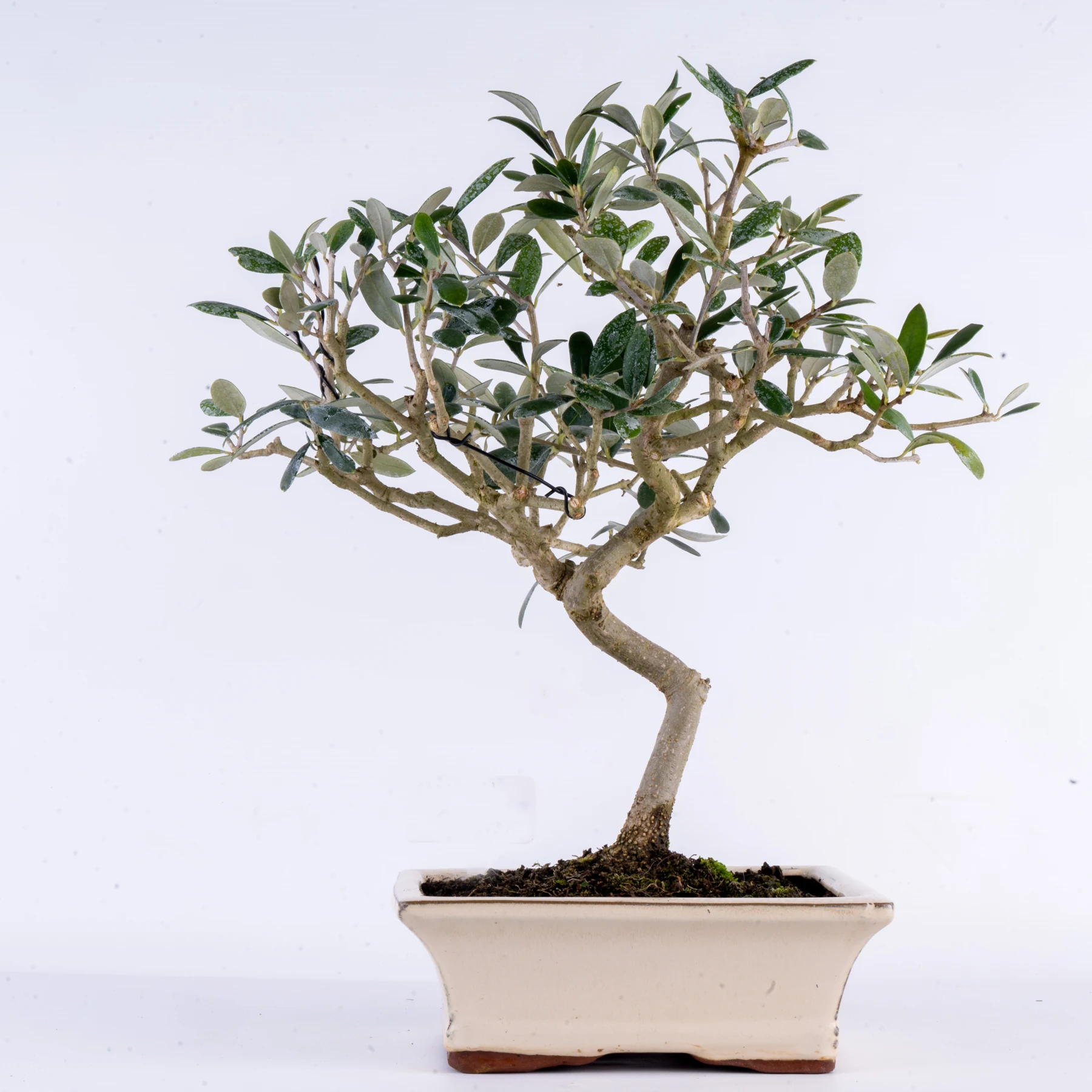European Olive Bonsai (Olea europaea)