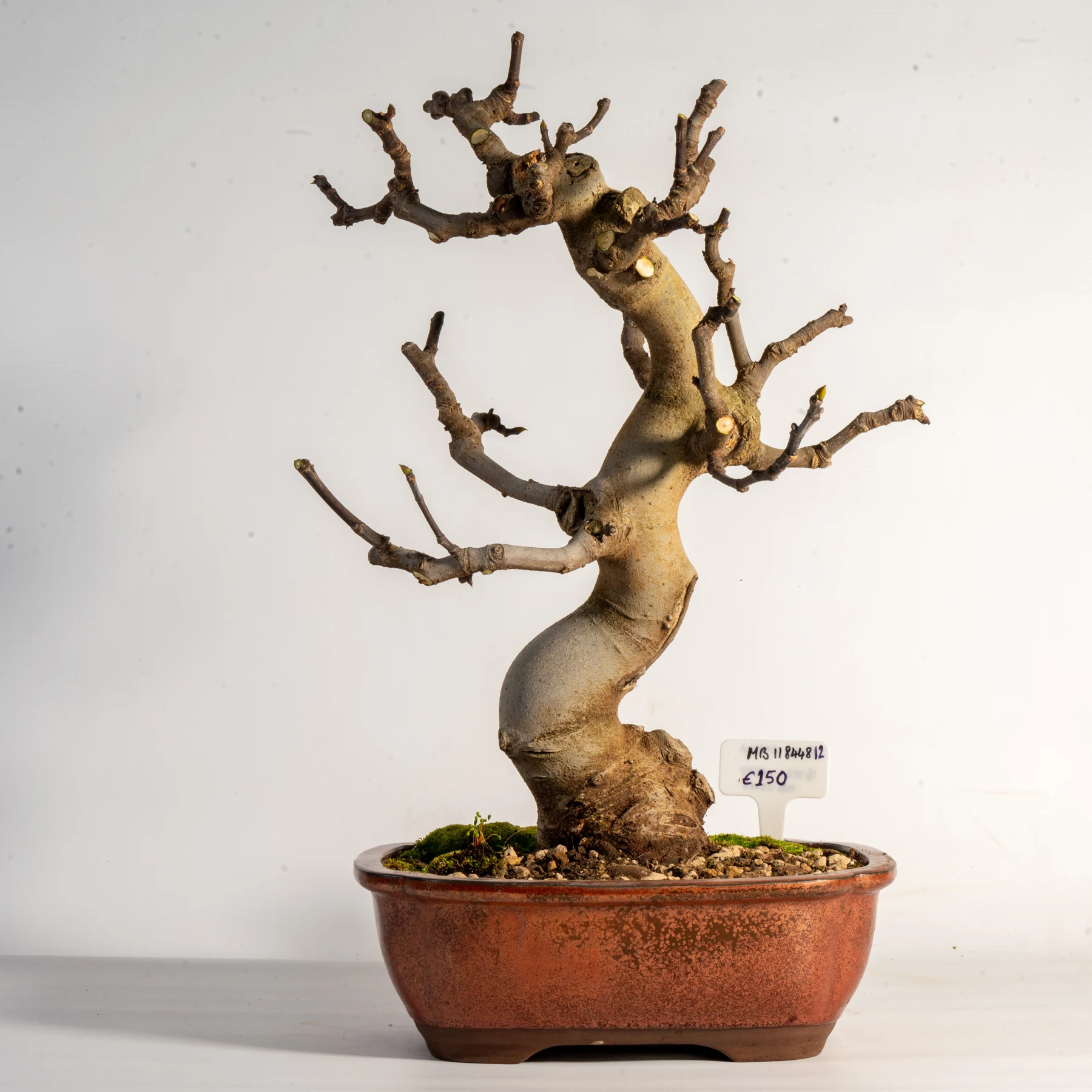 Fig - Ficus carica Bonsai