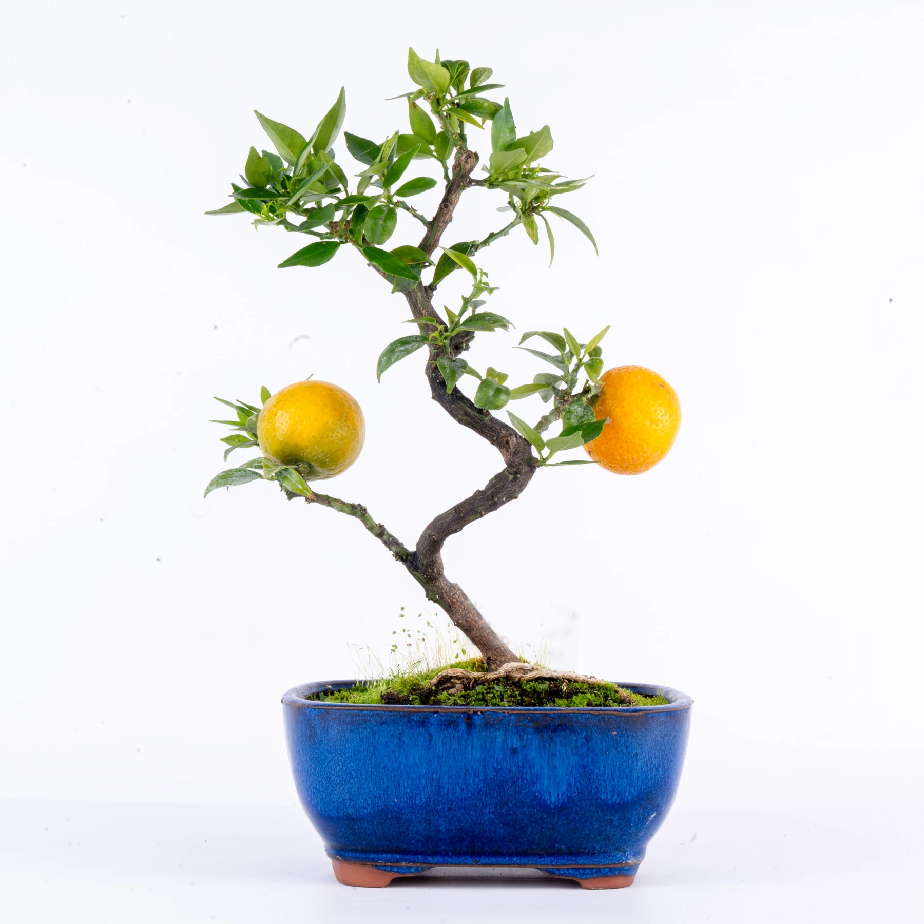 Chinotto Orange Citrus Bonsai (Citrus myrtifolia)
