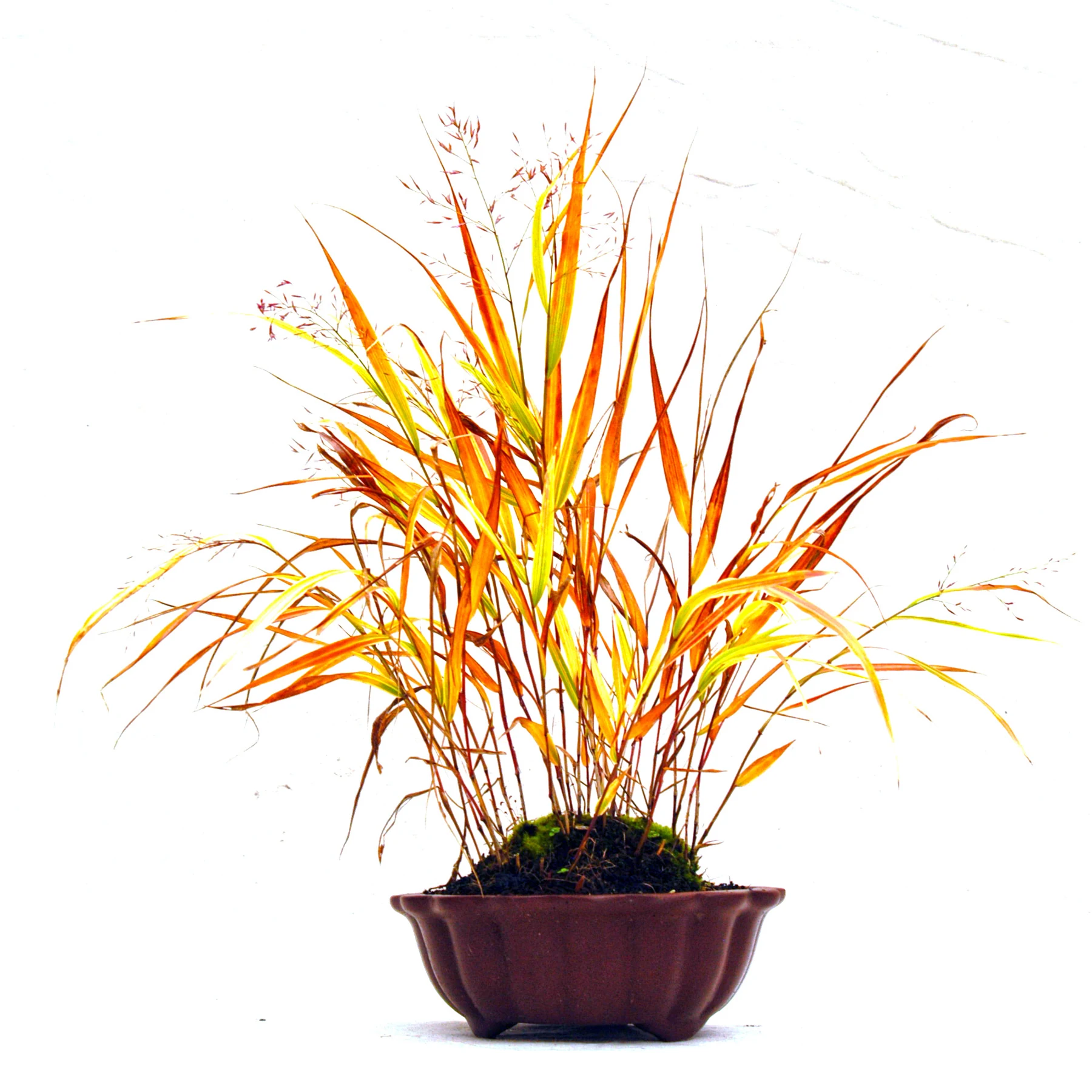 310: Grass Bonsai – Accent Plant