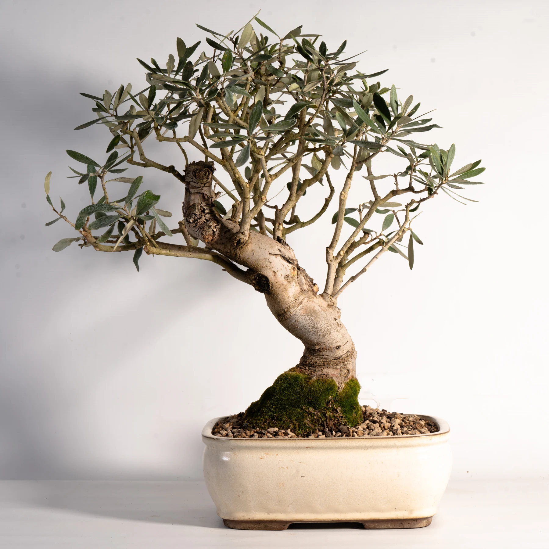 Fruiting Olive Bonsai