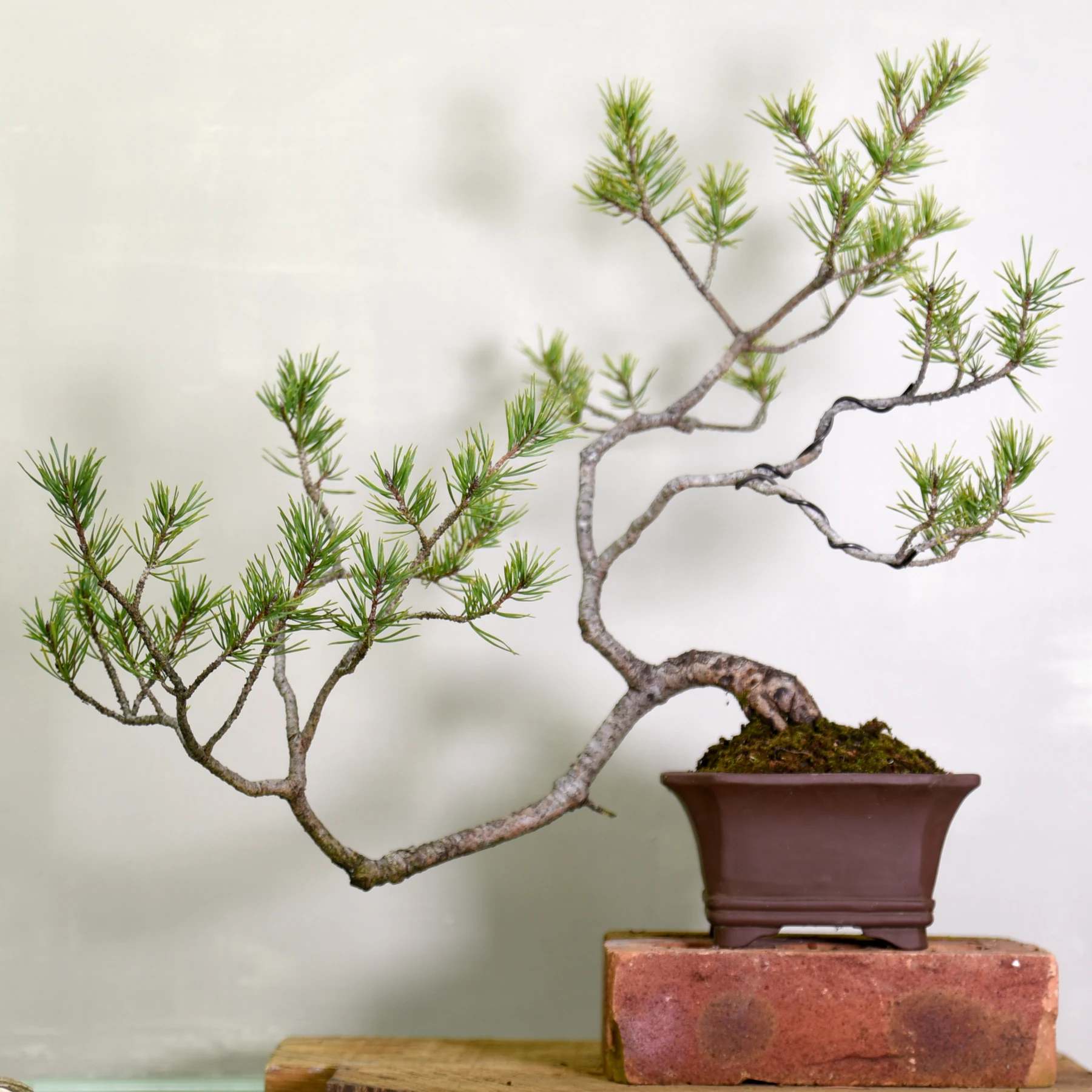 304: European Pines