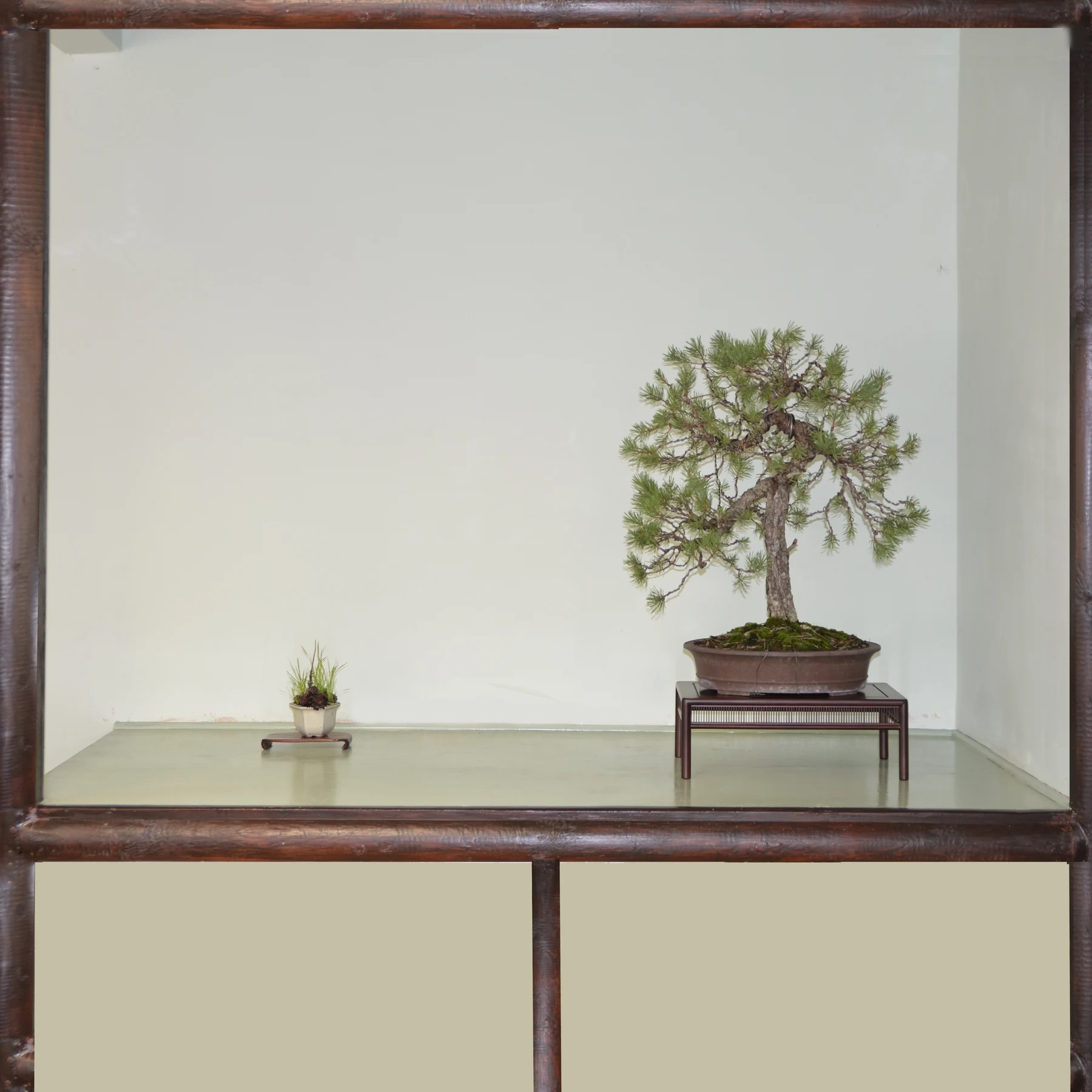 210: Bonsai Display