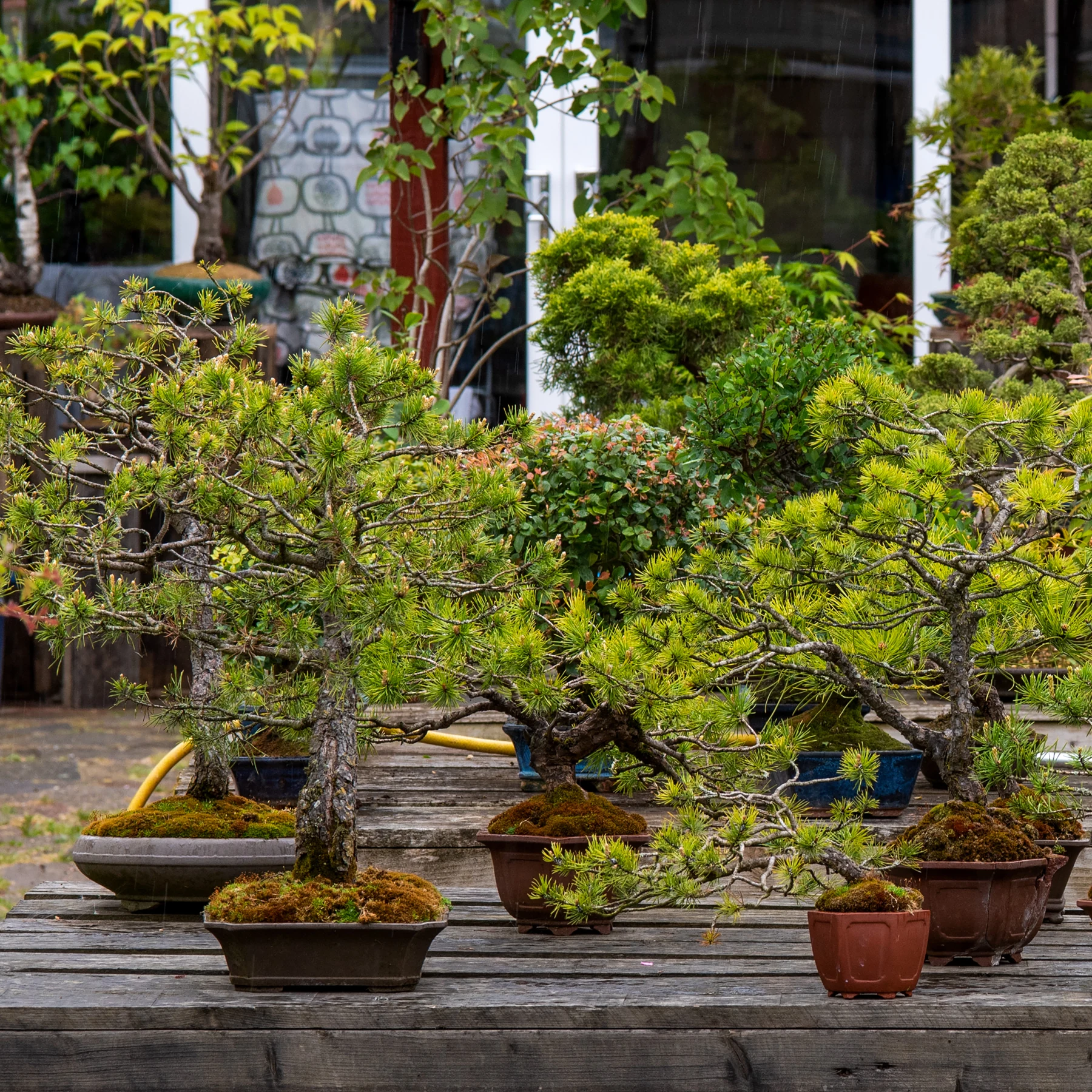 204: Choosing a bonsai pot