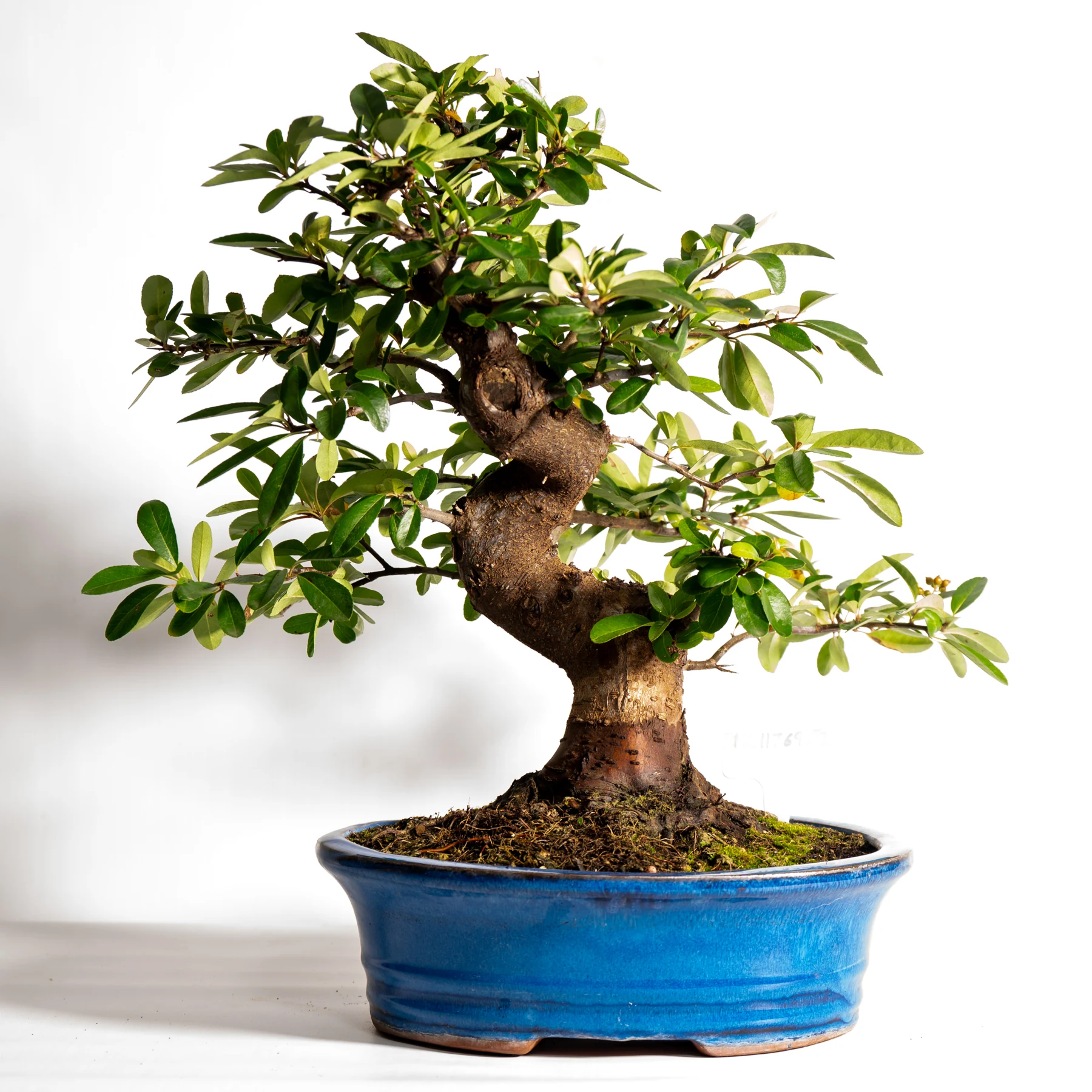 Pyracantha Bonsai