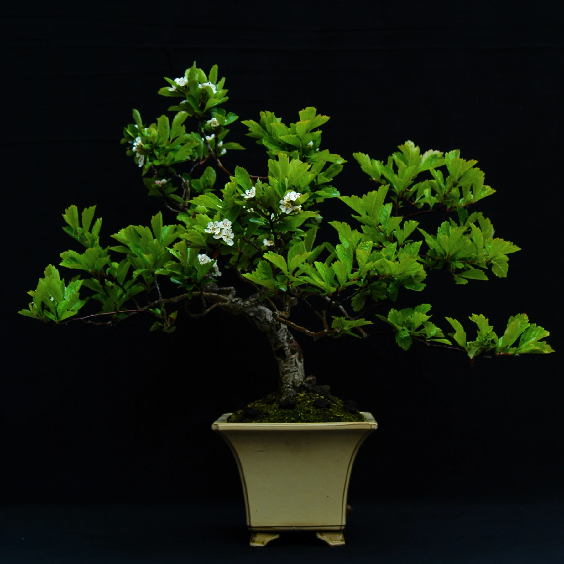 307: Deciduous Bonsai 