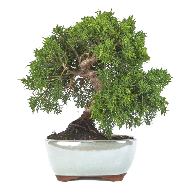 Chinese Juniper 'Kyushu' Bonsai Tree